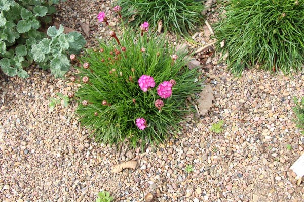 Armeria maritima 'Splendens' (Grasnelke)