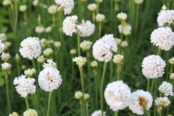 Armeria maritima 'Alba' (Weiße Grasnelke)