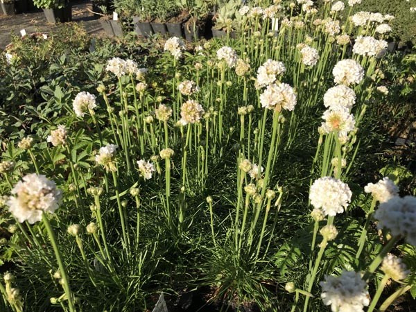 Armeria maritima 'Alba' (Weiße Grasnelke)