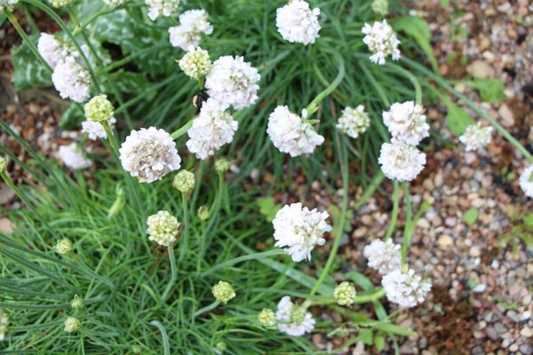 Armeria maritima 'Alba' (Weiße Grasnelke)