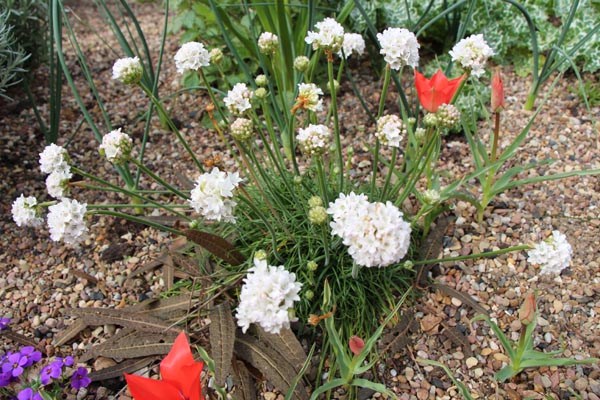 Armeria maritima 'Alba' (Weiße Grasnelke)
