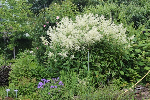 Persicaria polymorpha 'Johanniswolke' (Garten-Bergknöterich)