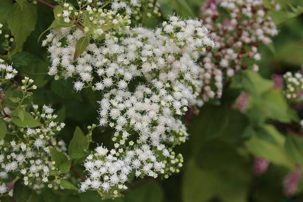 Eupatorium rugosum 'Braunlaub' (Braunblättriger Dost)
