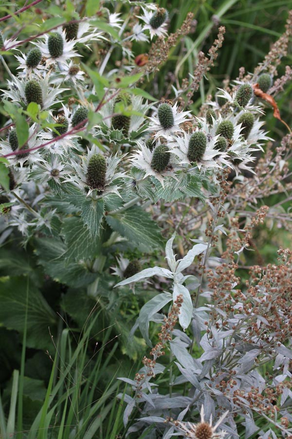 Artemisia ludoviciana var. albula 'Valerie Finnis' (Silberraute)
