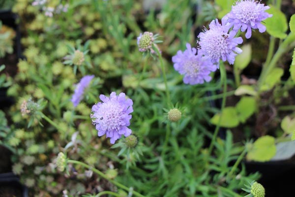 Scabiosa japonica var. alpina (Japanische Berg-Skabiose)
