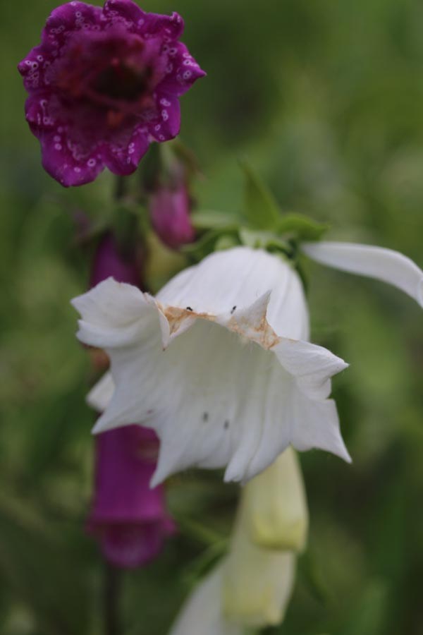 Digitalis purpurea 'Monstrosa' (Fingerhut)