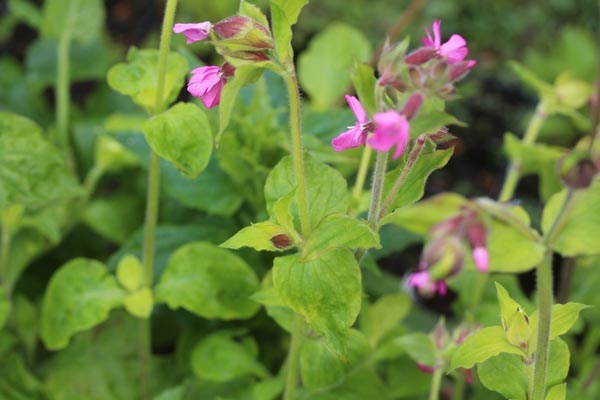 Silene dioica 'Purple Rim' (Gelbblättrige Lichtnelke)