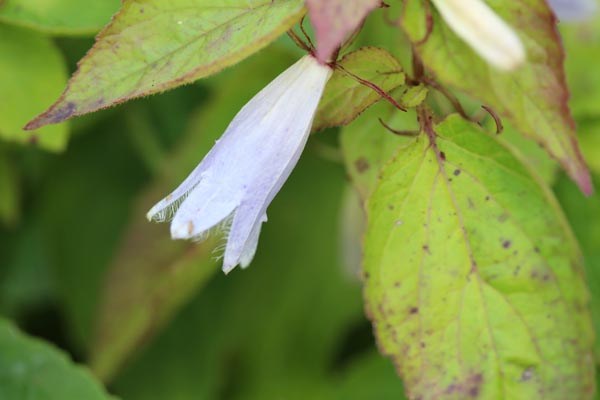 Symphyandra odontosepala (Steinglocke)