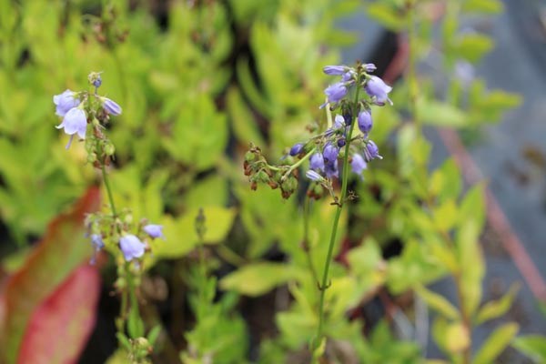Adenophora nikoensis (Schellenblume, Becherblume)
