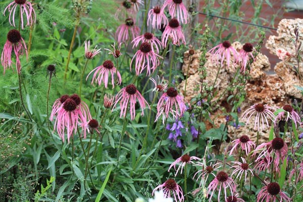 Echinacea pallida (Bleicher Scheinsonnenhut)