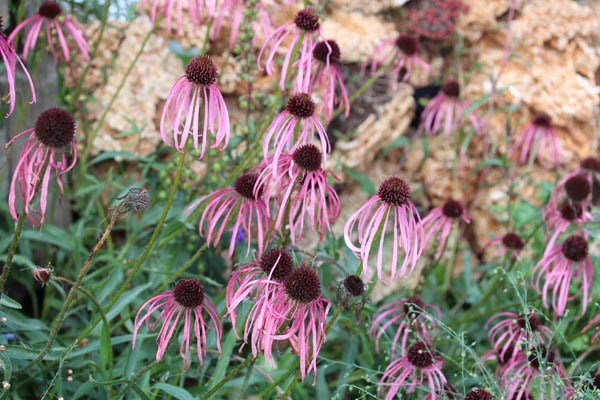Echinacea pallida (Bleicher Scheinsonnenhut)