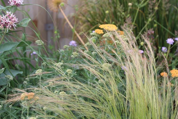 Stipa tenuissima (Amerikanisches Federgras)