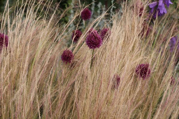 Stipa tenuissima (Amerikanisches Federgras)
