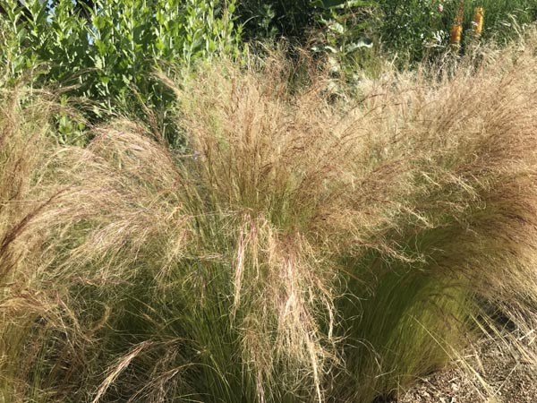 Stipa tenuissima (Amerikanisches Federgras)