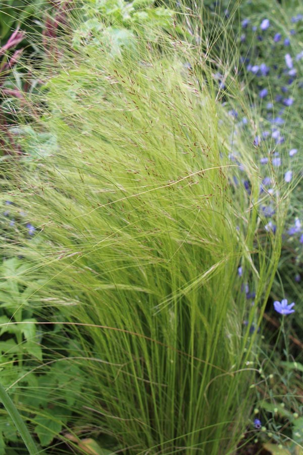 Stipa tenuissima (Amerikanisches Federgras)