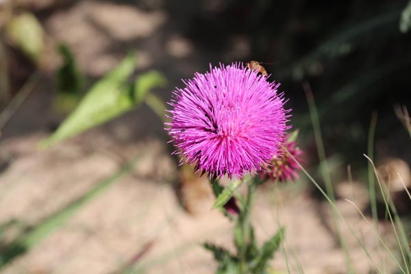Carduus thoermeri (Nickende Distel)