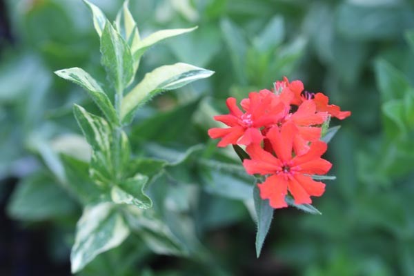 Lychnis chalcedonica 'The Flasher' (Panaschierte Brennende Liebe)