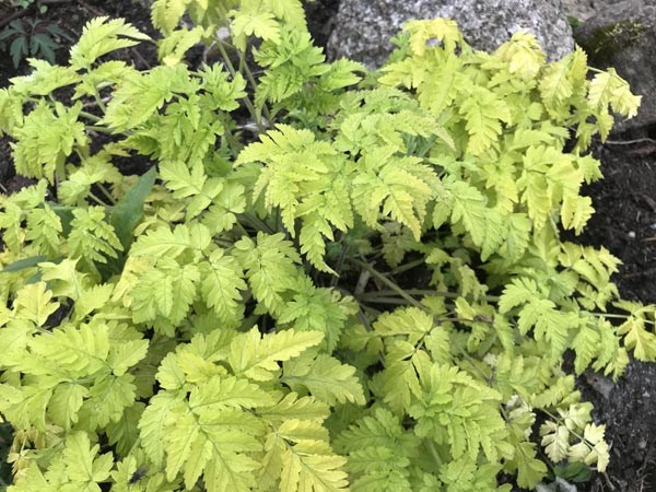 Anthriscus sylvestris 'Golden Fleece' (Gelbblättriger Wiesenkerbel)