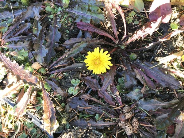 Taraxacum rubrifolium (Rotblättriger Löwenzahn)