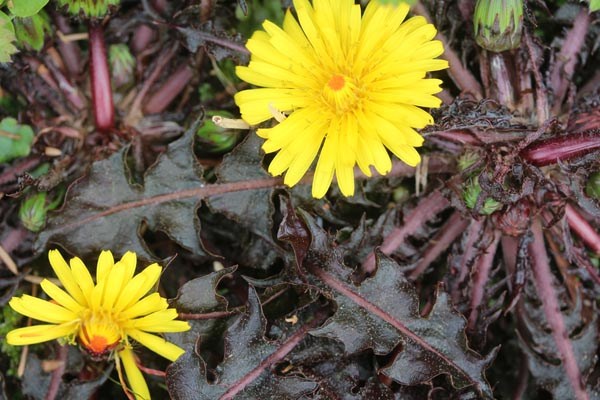 Taraxacum rubrifolium (Rotblättriger Löwenzahn)