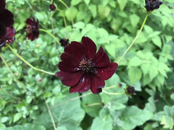 Cosmos atrosanguineus 'Black Magic' (Schokoladen-Kosmee)