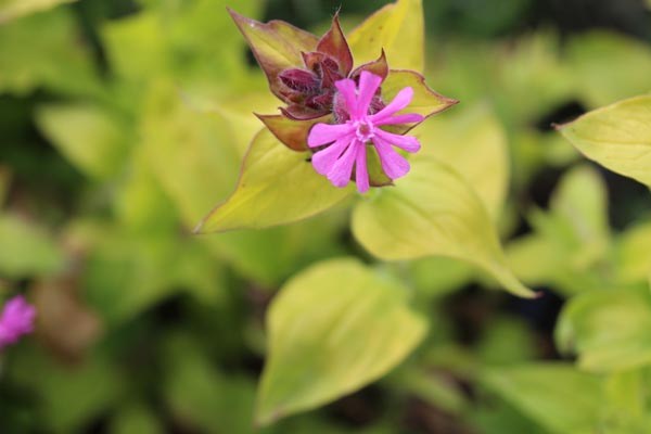 Silene dioica 'Ray's Golden Champion' (Garten-Lichtnelke)