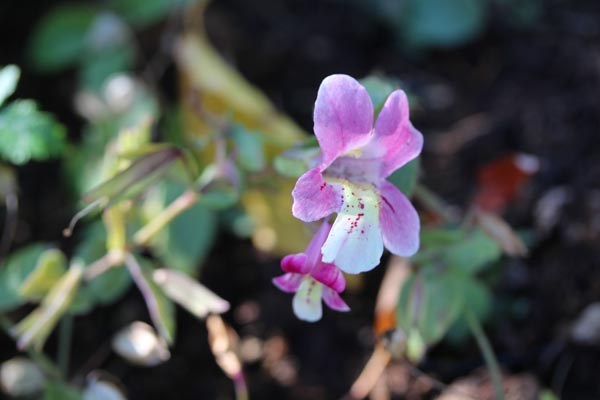 Mimulus naiandinus (Chilenische Gauklerblume)
