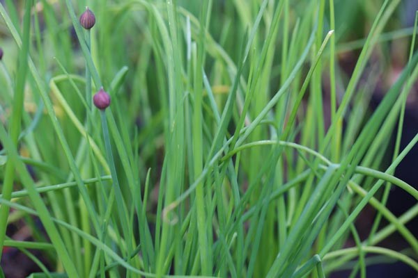 Allium schoenoprasum (Schnittlauch)