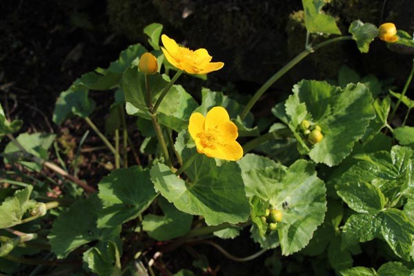 Caltha palustris var. polypetala (Mehrkronblättrige Sumpf-Dotterblume)