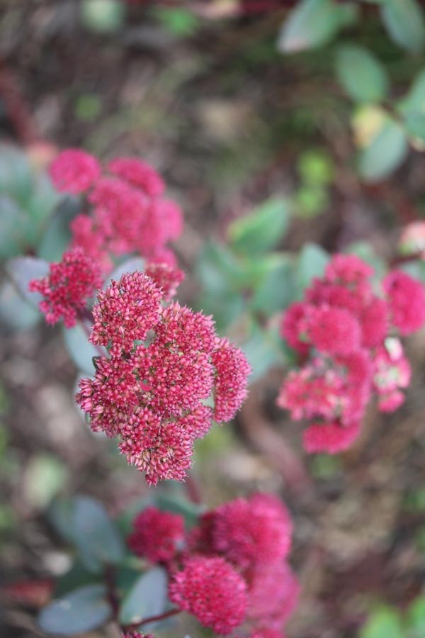 Sedum telephium ssp. ruprechtii 'Red Cauli' (Hohe Fetthenne)