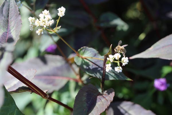 Persicaria microcephala 'Red Dragon' (Buntblättriger Knöterich)