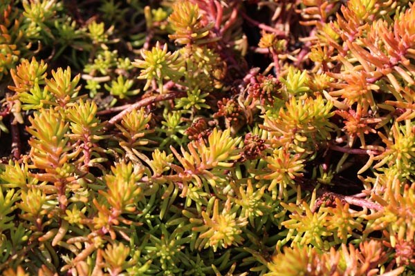 Sedum reflexum 'Angelina' (Gold-Tripmadam)