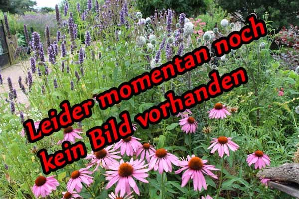 Onopordum acanthium (Eselsdistel)