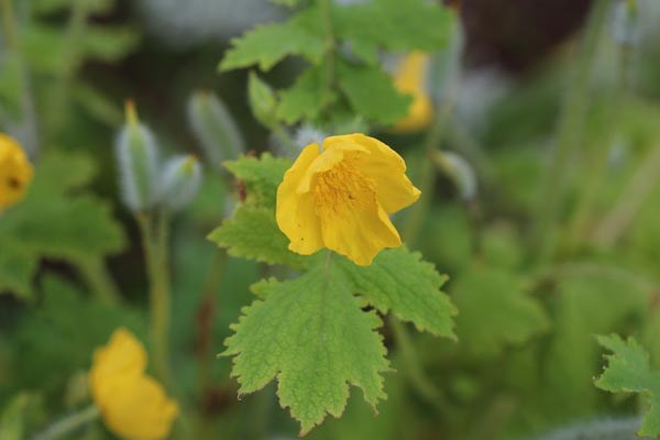 Stylophorum sutchuenense (Sichuan-Schöllkrautmohn)