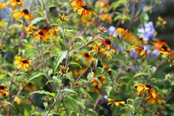 Rudbeckia triloba 'Prairie Glow' (Oktober-Sonnenhut)
