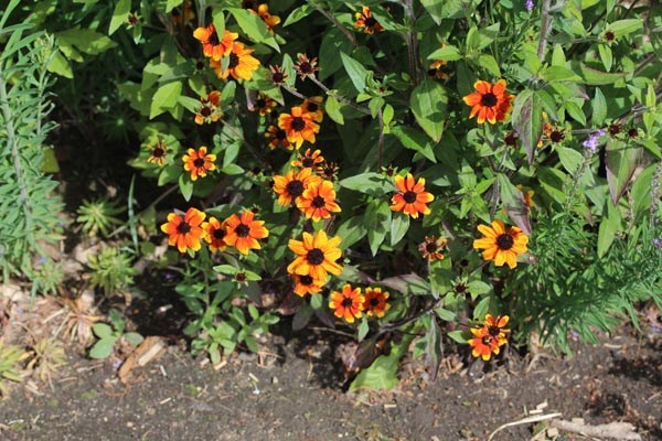 Rudbeckia triloba 'Prairie Glow' (Oktober-Sonnenhut)