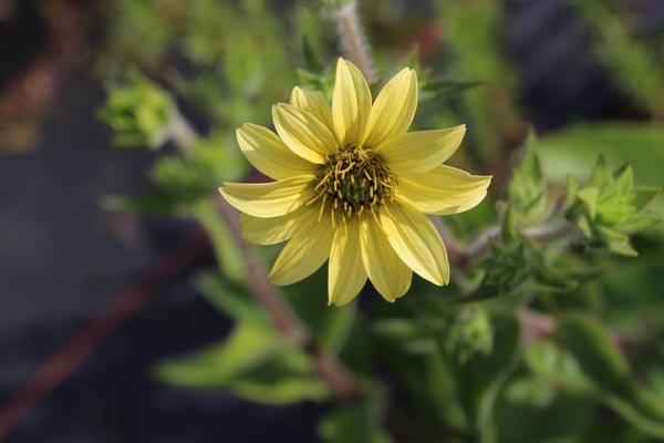Silphium mohrii (Kompaßpflanze)