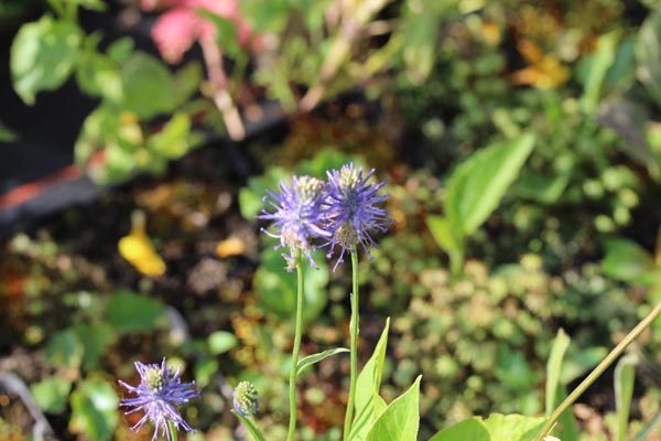 Phyteuma betonicifolium (Betonien-Teufelskralle)