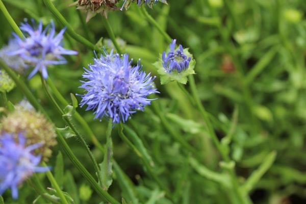 Jasione laevis (Ausdauernde Sandglöckchen)