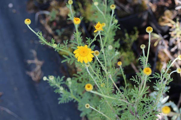 Anthemis tinctoria (Färberkamille)