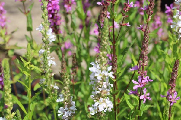 Lythrum salicaria 'Happy Lights' (Blutweiderich)