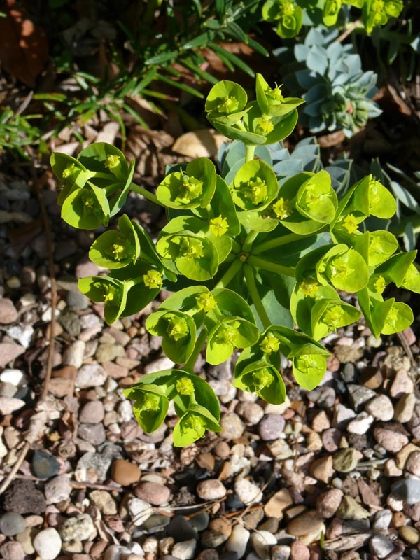 Euphorbia myrsinites (Walzen-Wolfsmilch)