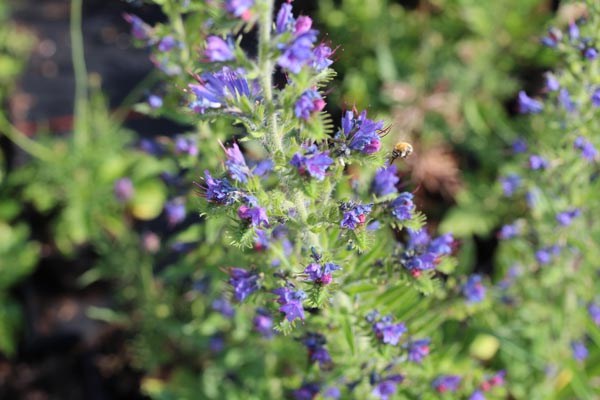 Echium vulgare (Gewöhnliche Natternkopf)
